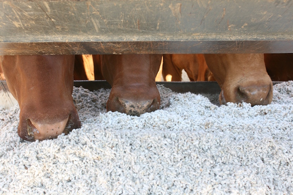 http://www.centralstation.net.au/wp-content/uploads/2015/03/3.1-Cottonseed-in-trough.jpg