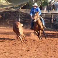 Camp Drafting on Tequila at Derby Rodeo