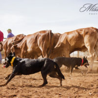 Mardie dog school Thursday_66 copy