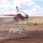 1.2 Aerial Mustering